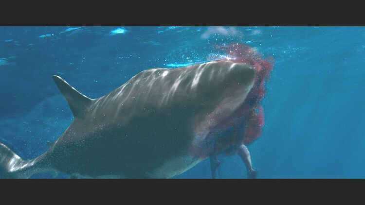 Những bộ phim gây ấn tượng người xem lấy chủ đề về cá mập ca-map-shark-bait