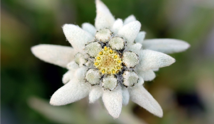 Edelweiss-01