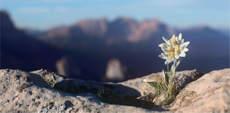 Edelweiss-02