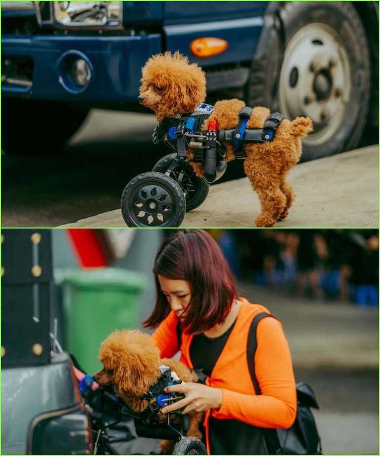 S.T Sơn Thạch truyền tải thông điệp bảo vệ động vật trong MV Ngày Thương Tháng Nhớ Năm Đợi S.T-son-thach-05