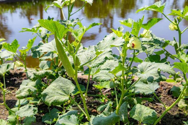 Meliá Hồ Tràm ra mắt khu vườn bền vững Willow’s Garden khu-vuon-ben-vung-Willows-Garden-003
