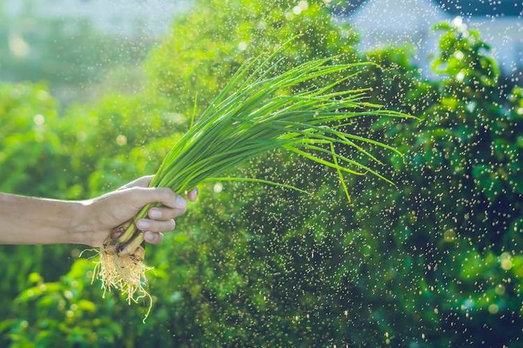 Meliá Hồ Tràm ra mắt khu vườn bền vững Willow’s Garden khu-vuon-ben-vung-Willows-Garden-004