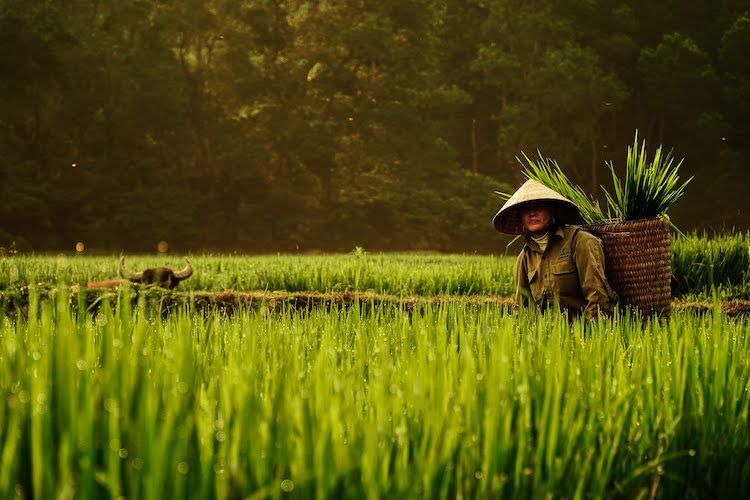 Các khu nghỉ dưỡng thành lập trang trại hữu cơ hướng tới phát triển bền vững trang-trai-huu-co-Laguna-Lang-Co1