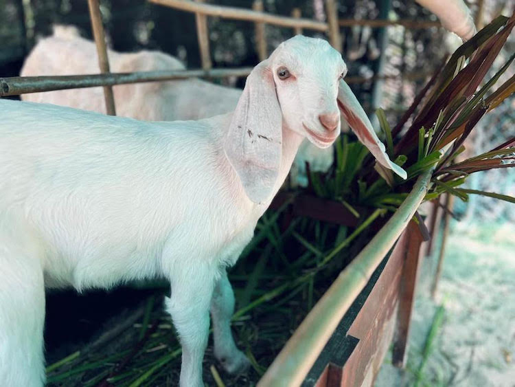 Các khu nghỉ dưỡng thành lập trang trại hữu cơ hướng tới phát triển bền vững trang-trai-huu-co-The-Anam-Cam-Ranh1