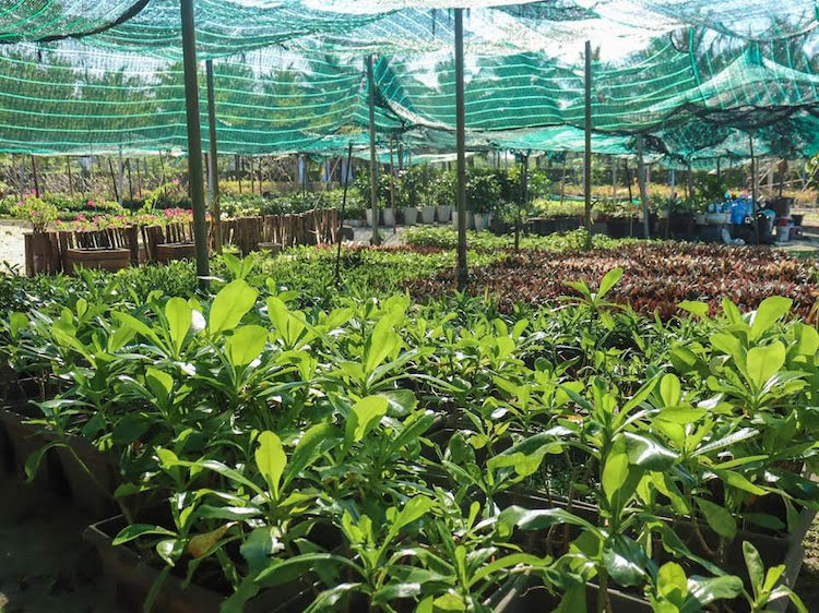 Các khu nghỉ dưỡng thành lập trang trại hữu cơ hướng tới phát triển bền vững trang-trai-huu-co-The-Anam-Cam-Ranh3