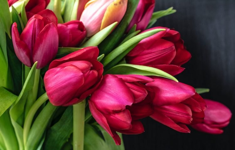 hoa-tuong-trung-cho-su-may-man-hoa-tulip