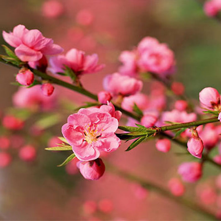 banner hoa dao