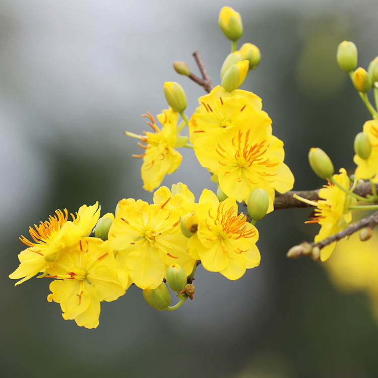 banner hoa mai