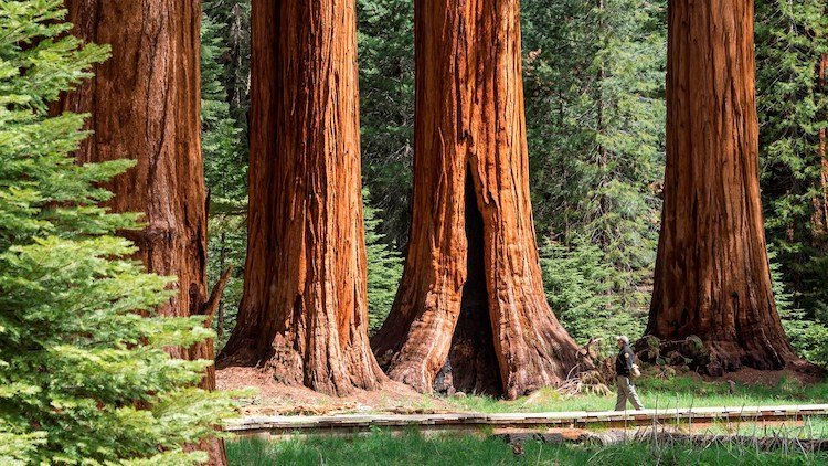 Khám phá 9 công viên quốc gia nổi tiếng ở California, Mỹ cong-vien-quoc-gia-noi-tieng-o-california-1