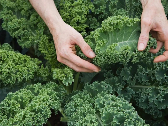 7 loại thực phẩm giàu quercetin nên ăn hàng ngày để hỗ trợ bảo vệ tế bào Quercetin2